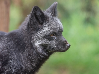 Silver fox - De Zonnegloed - Animal park - Animal refuge centre 